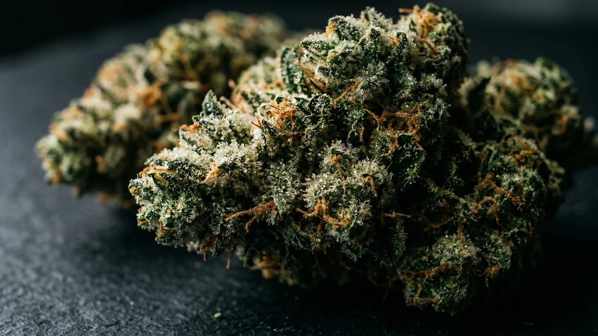 Dense green cannabis buds with glistening trichomes in macro close-up